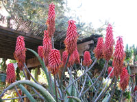 Aloe excelsa