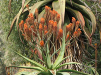 Aloe excelsa