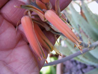 Aloe falcata