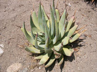 Aloe falcata