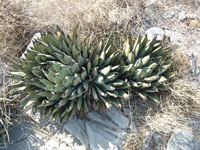 agave ferdinandi-regis