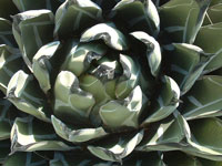 Agave ferdinandi-regis