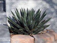 Agave ferdinandi-regis