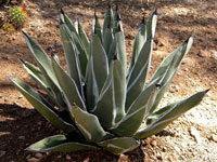 Agave ferdinandi-regis