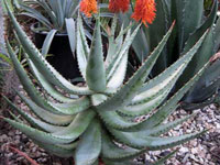 Aloe ferox