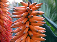 Aloe ferox