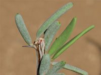 Alluaudiopsis fiherensis