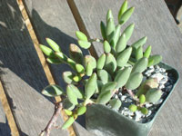 Adromischus filicaulis