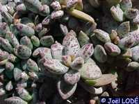 Adromischus filicaulis