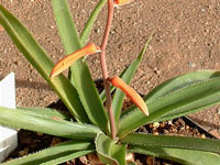 Aloe fimbrialis