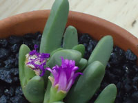 Antegibbaeum fissoides