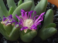 Antegibbaeum fissoides