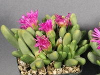 Antegibbaeum fissoides