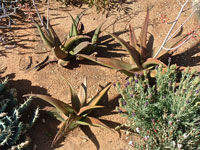 aloe fleurentiniorum