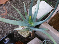 Aloe flexilifolia