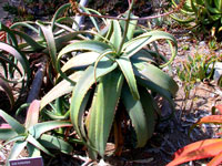 Aloe flexilifolia