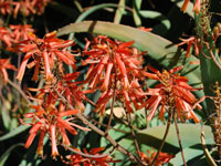 Aloe flexilifolia