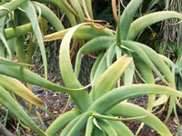 Aloe flexilifolia