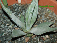 agave flexispina