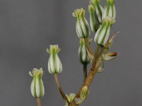 Astroloba foliolosa