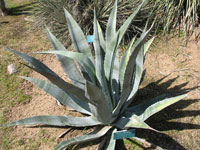 agave franzosini