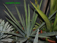 Agave funkiana