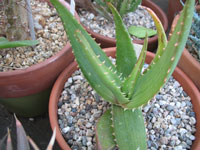 aloe gariepensis