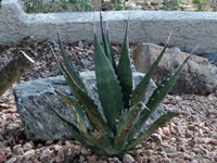 agave gentryi