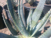 aloe gerstneri