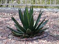 agave ghiesbreghtii