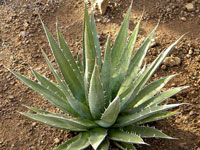 Agave ghiesbreghtii