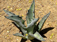 Agave gigantensis