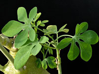 Adenia glauca