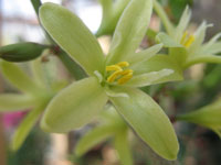 Adenia glauca