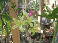 Adenia glauca