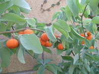 Adenia glauca