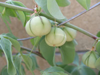 Adenia glauca