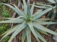 aloe globuligemma