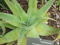 Aloe globuligemma