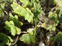 Aeonium goochiae