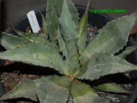 agave gracilipes