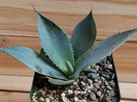 Agave guadalajarana