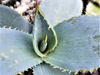 Agave guadalajarana