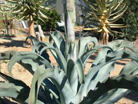 Agave gypsophila