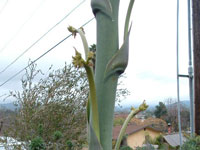 Agave gypsophila