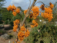 Agave gypsophila