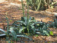 Agave gypsophila