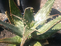 aloe harlana