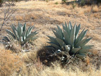 agave havardiana