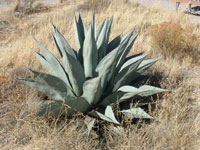 Agave havardiana